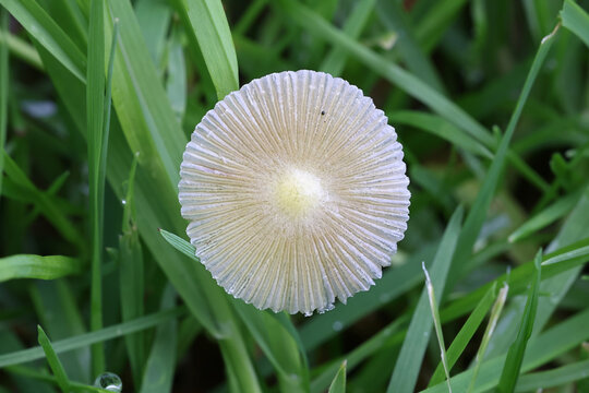 Bolbitius titubans, also known as Bolbitius vitellinus, commonly called Yellow Fieldcap or Egg-yolk Fieldcap, wild mushroom from Finland