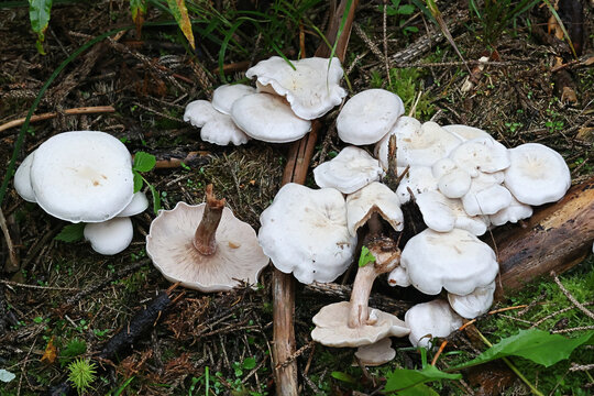 Lepista densifolia, also called Clitocybe densifolia, wild funnel cap mushroom from Finland, no common English name