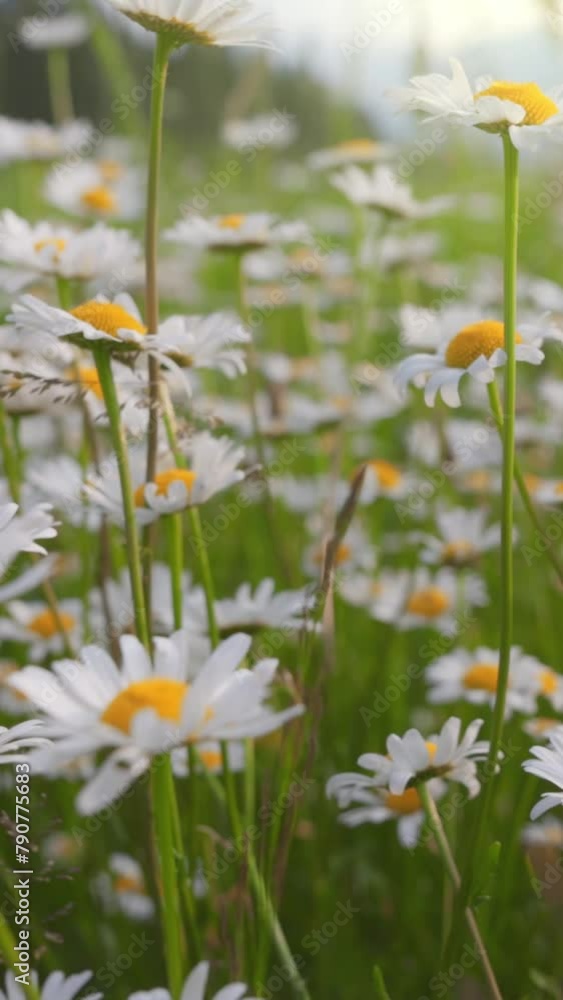 Poster gorgeous summer field with daisies. white and yellow daysies sway in the wind, camera moves between 