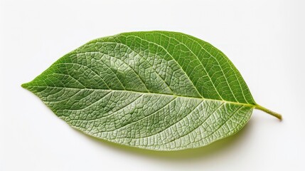 Obraz premium frees leaf on white and clean background