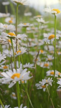 Gorgeous summer field with daisies. White and yellow daysies sway in the wind, camera moves between spring flowers. Slow motion vertical shot