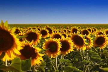 Obraz premium field of sunflowers