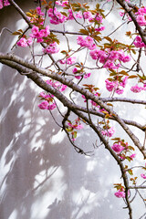 桜咲く春の公園の風景 鳥取県 青島