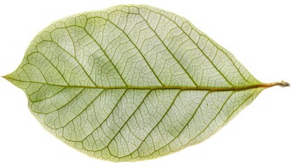 frees leaf on white and clean background