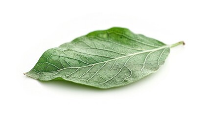 Obraz premium frees leaf on white and clean background