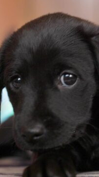 Sad lonely black puppy looking intently at the camera. Puppy licks its paws and wants to get acquainted. Vertical Screen