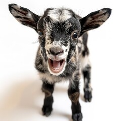 Cute little baby goat isolated on white background.