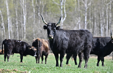Aurochs wild bull ancestor of modern domestic cattle	