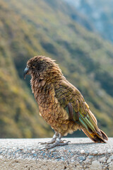 A Kea perched in Arthur's Pass, New Zealand, showcasing its brown and green plumage.