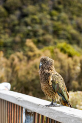 Kea bird on a journey in Arthur's Pass, inviting travel and exploration in New Zealand's wild
