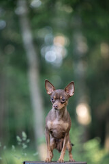 Portrait of a beautiful purebred dog in the forest.
