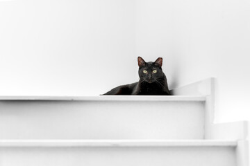 black cat with green eyes in the stairs, looks at the camera