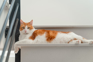 brown and white cat with yellow eyes lying on the stairs, looks at the camera