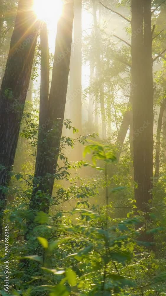 Poster magnificent sunrise in the forest, rays make their way through the branches of trees. powerful trees