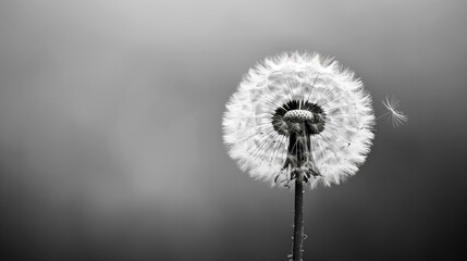dandelion in black and white, single object botany grass wildflower - obrazy, fototapety, plakaty