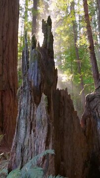 Sunrise in Redwood national park, USA. The camera moves along the old huge sequoia tree, sun comes out from behind tree trunk. Gimbal Vertical Screen