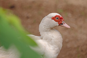 White warty duck in Southeast Asia