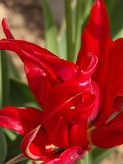 Zbliżenie na unikalny kwiat czerwonego tulipana