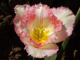 Zbliżenie na różowy kwiat tulipana strzępiastego