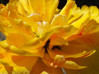 Zbliżenie na kwiat żółtego tulipana - obrazy, fototapety, plakaty