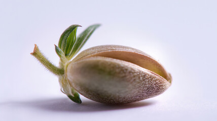 Close-up of a pistachio nut partially opened with sprouting leaves on a white background.