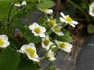 Zbliżenie na kwiaty truskawki © Kumulugma