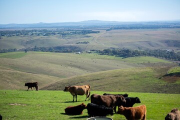 Australia Winery Farm オーストラリア　ワイナリー ファーム　牧場