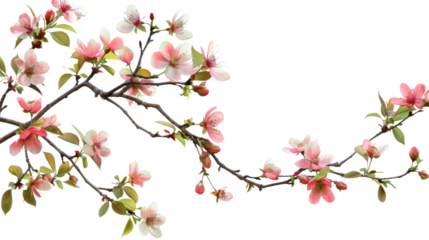 Pink blossom of a tree