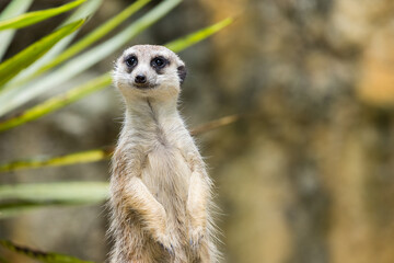 Meerkat in the zoo park