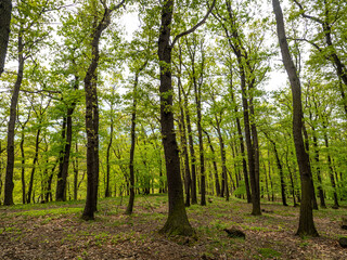 Oparen Valley, Czech republic