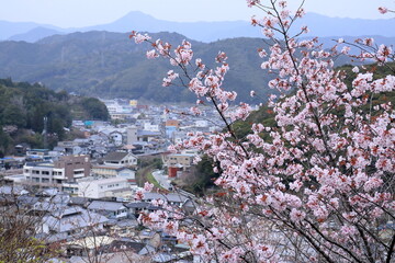 牧野公園からの眺め　花見の季節　（高知県　佐川町）