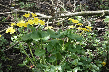 Marsh Marigold flowers (Caltha palustris)