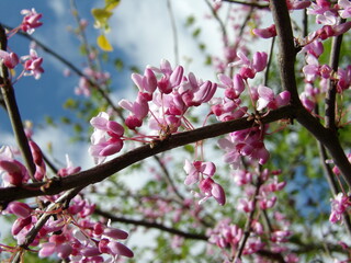 Zbliżenie na różowe kwiaty judaszowca © Kumulugma