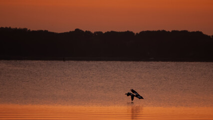 Birds in the first light