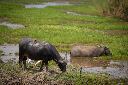 calf buffalo and bird stay together in mud water field find the food and decrease temperature in summer time