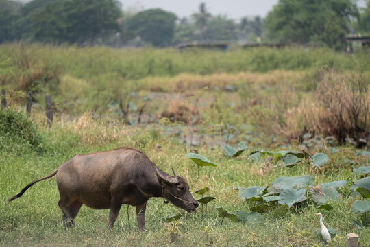 calf buffalo and bird stay together in mud water field find the food and decrease temperature in summer time