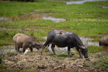 calf buffalo and bird stay together in mud water field find the food and decrease temperature in summer time