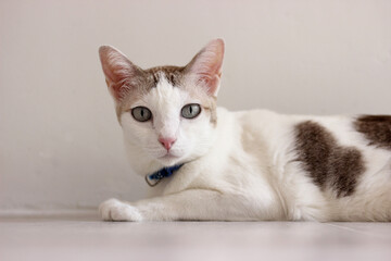 The cat lay on the floor in white room