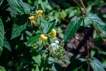 Close-up beautiful blooming Lonicera japonica, known as Japanese honeysuckle growing in the garden – yellow and white flowers, buds and green leaves