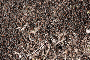 Close up of a Wood Ant nest in a British woodland