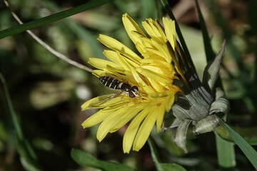 A globetail hoverfly (Sphaerophoria) in dandelion