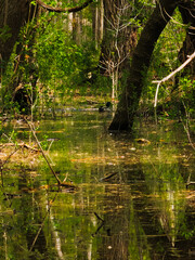 pond in the woods