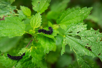 Two black caterpillars on vibrant green leaves, showcasing a natural, serene environment.