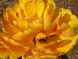 Zbliżenie na wyjątkowy kwiat żółtego tulipana - obrazy, fototapety, plakaty
