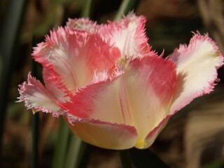 Zbliżenie na biało-różowe kwiaty tulipana strzępiastego