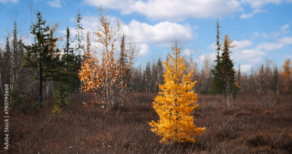 Poster a tree with yellow leaves stands in a field of brown grass. the sky is blue with some clouds