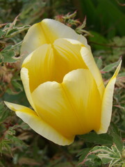 Zbliżenie na wyjątkowy kwiat żółtego tulipana © Kumulugma