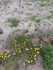タンポポ咲く春の乾燥した休耕地風景