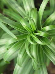 Zbliżenie na młody pęd lilii © Kumulugma