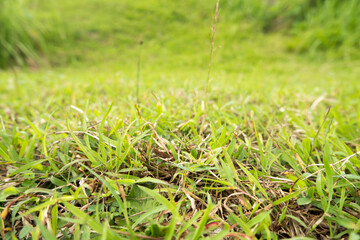 Lawn, Meadow, Field, Forest, Front or Back Yard